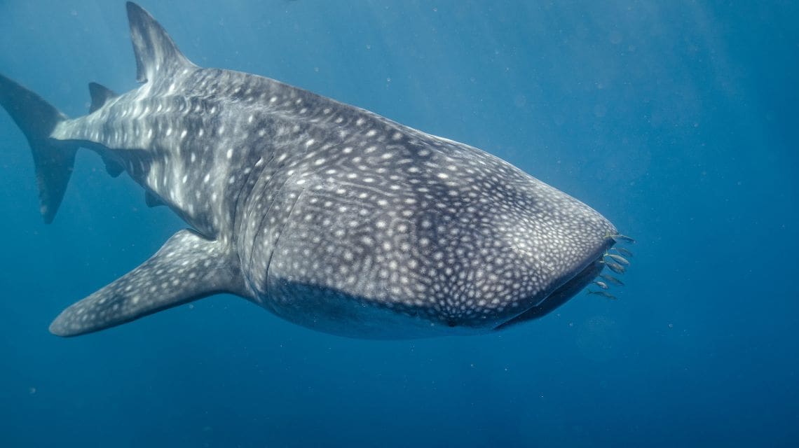 A whale shark swims gracefully in the ocean, its body adorned with white spots and stripes. The water is deep blue, conveying tranquility and majesty.