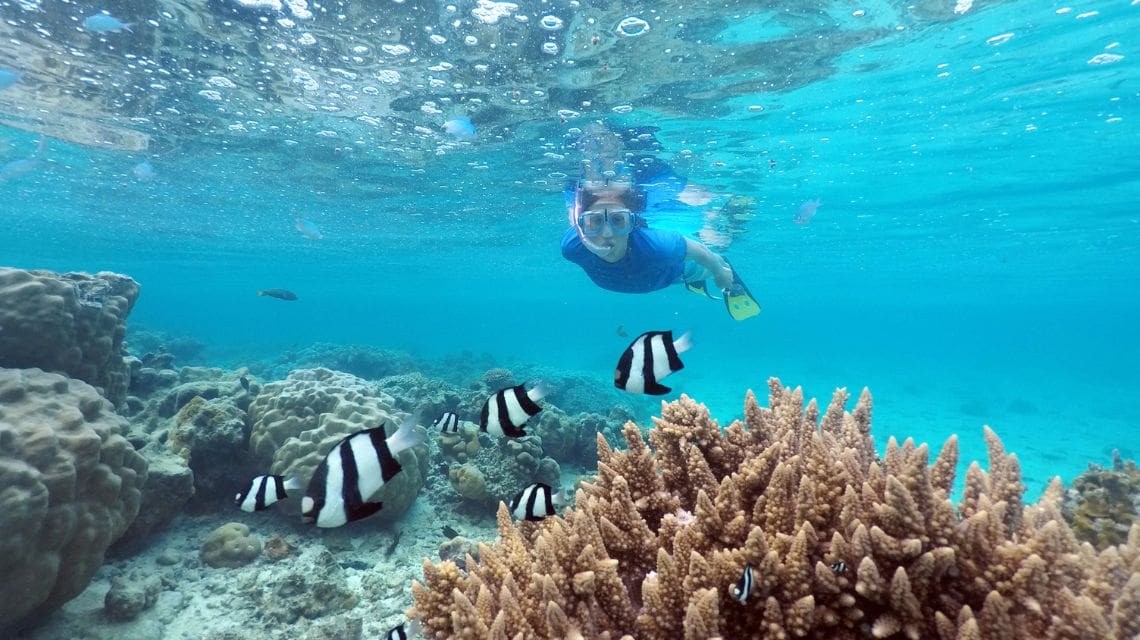 A snorkeler in clear blue water explores a vibrant coral reef with black-and-white striped fish. The scene is bright and lively, conveying a sense of adventure.