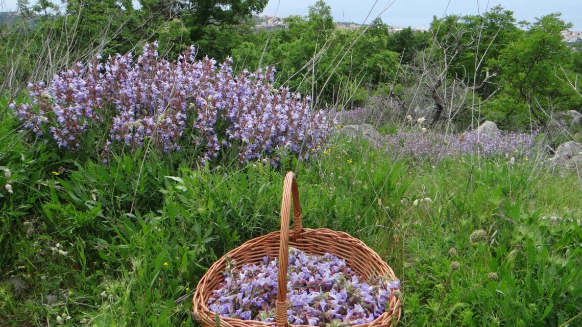 A wicker basket filled with purple flowers sits on lush green grass. Nearby, bushes with similar blooms stretch towards a calm, distant sea.