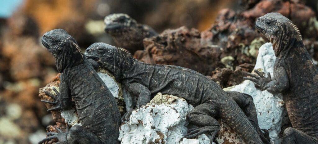 A group of black marine iguanas resting on textured, white and brown rocks. Their rough skin blends with the rugged, natural environment, conveying calmness.