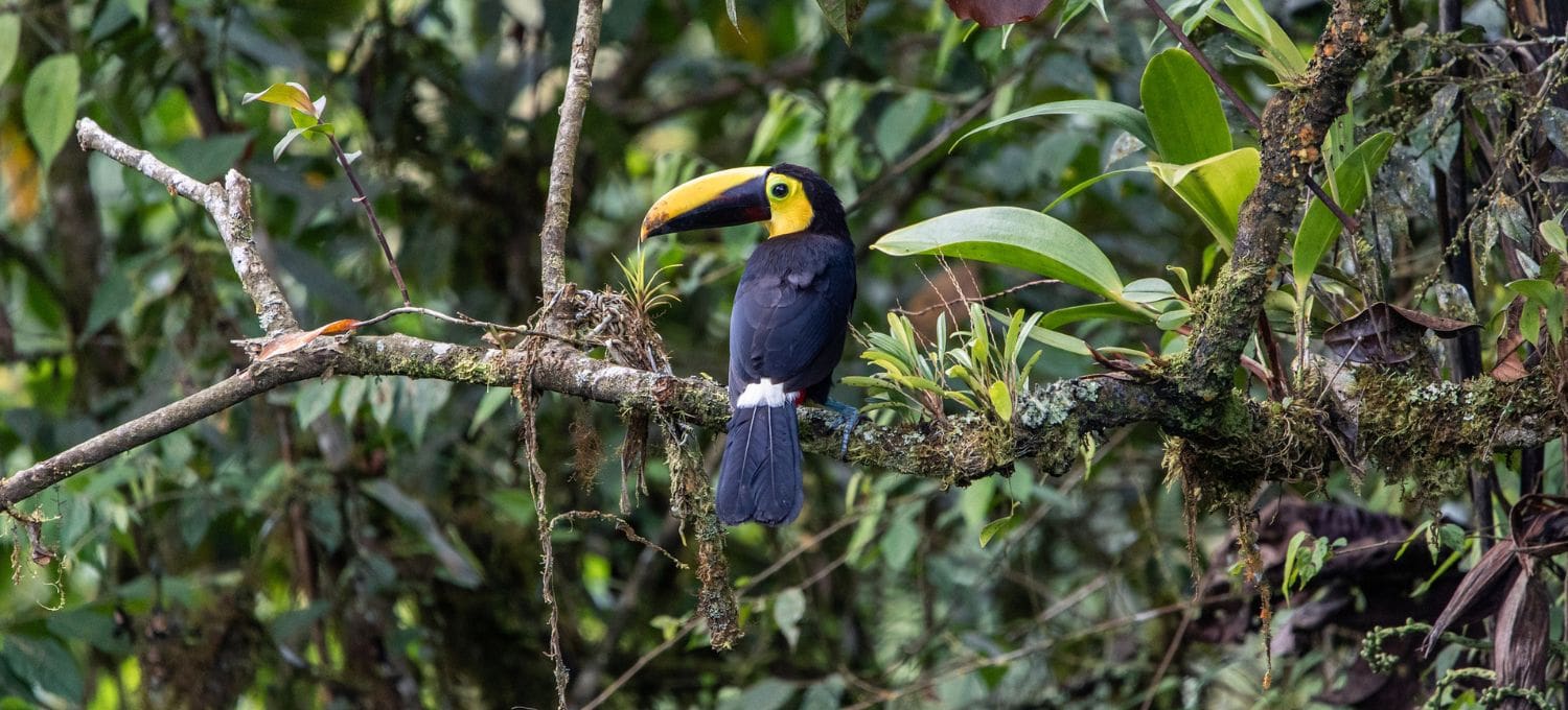 A vibrant toucan with a striking yellow beak perches on a mossy branch in a lush, green rainforest. The scene evokes a sense of tropical tranquility.