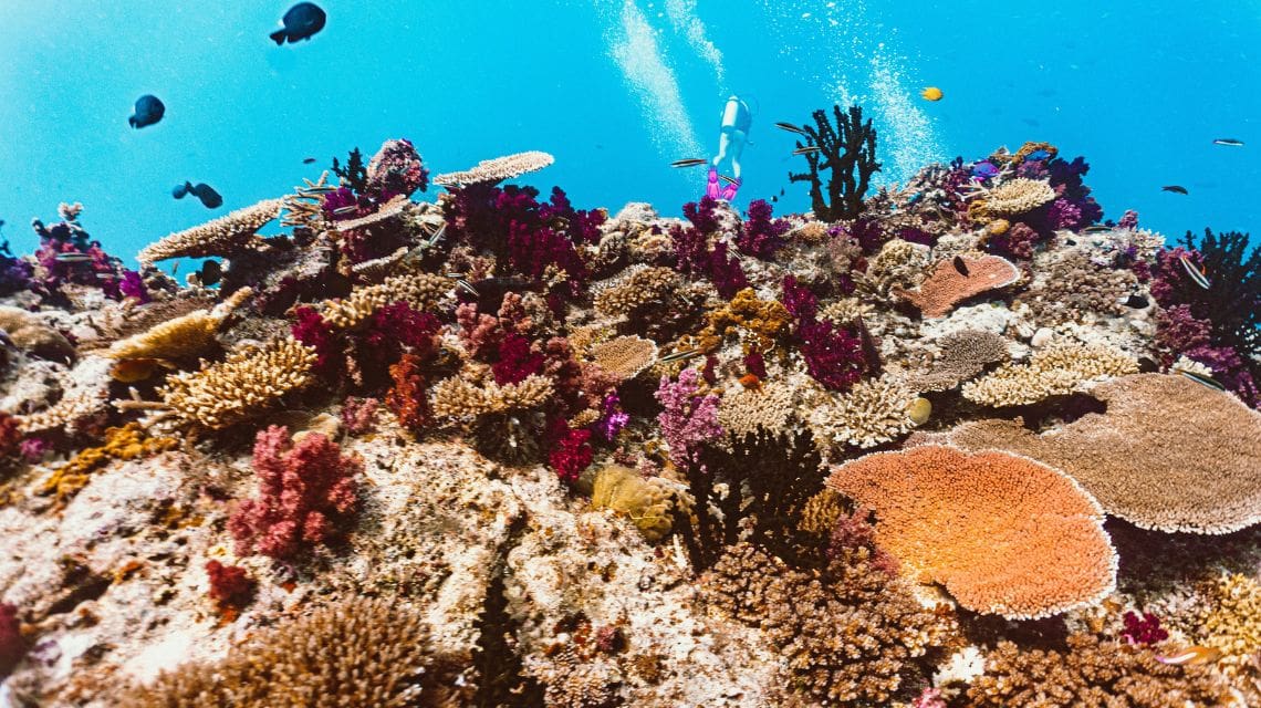 A vibrant underwater coral reef filled with colorful corals and diverse marine life. Small fish swim throughout, with bubbles rising in clear blue water.