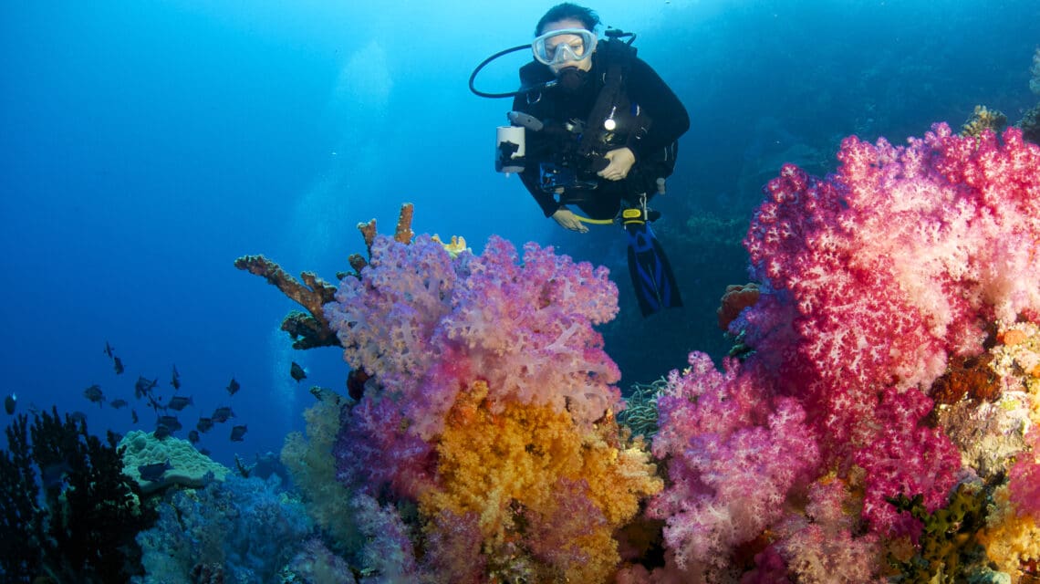 A scuba diver with a camera floats near vibrant pink and orange coral in clear blue water. The scene is serene and full of colorful marine life.