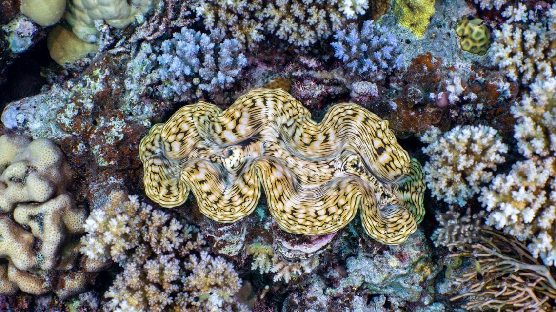 Giant clam on a vibrant coral reef, displaying wavy, ridged patterns of beige and brown. Surrounding corals are various shapes and shades, creating a rich ocean scene.