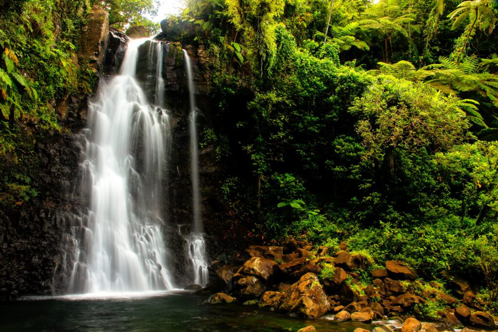 A serene waterfall cascades down dark rocks, surrounded by lush green foliage and ferns. The scene is tranquil and vibrant, evoking a sense of calm.
