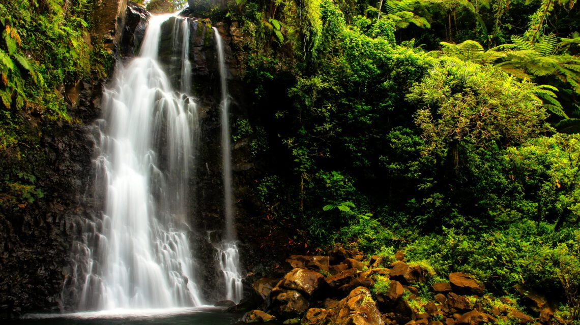 A serene waterfall cascades down dark rocks, surrounded by lush green foliage and ferns. The scene is tranquil and vibrant, evoking a sense of calm.