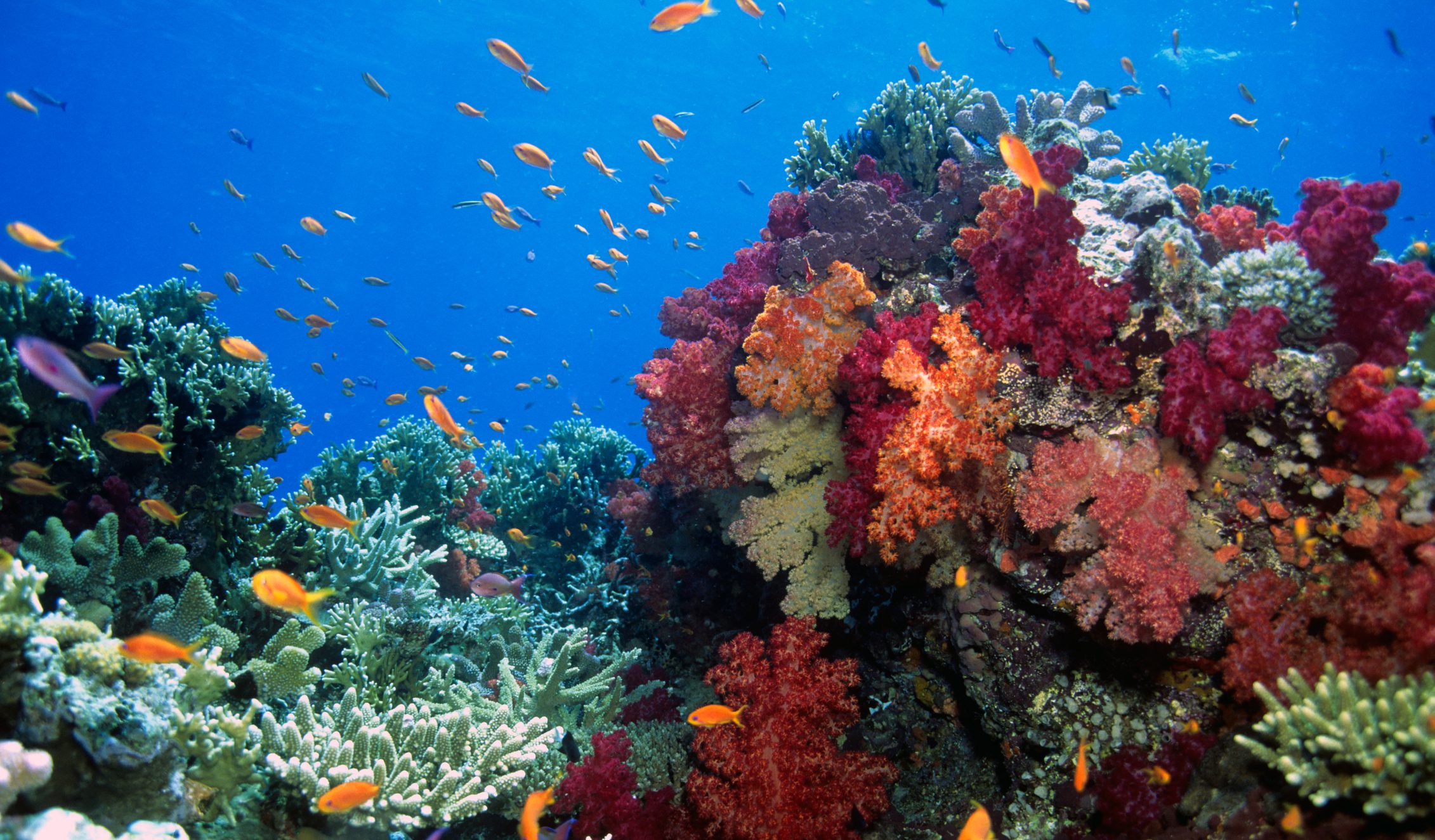 A vibrant underwater scene with colorful coral reefs in red, orange, and green hues. Small fish swim amidst a clear blue ocean, conveying tranquility.
