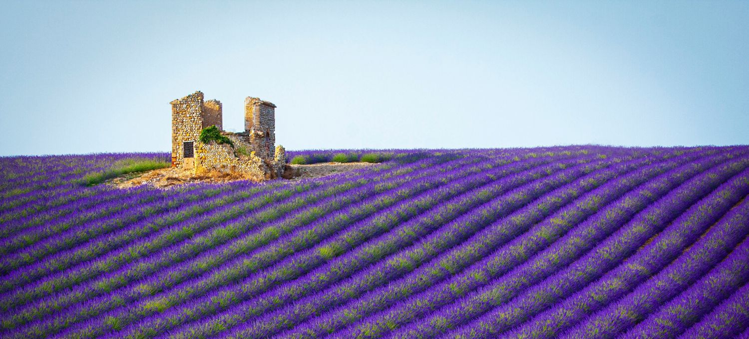 A lone, rustic stone building sits atop a gently curving lavender field in full bloom, creating a serene and vibrant purple landscape under a clear blue sky.