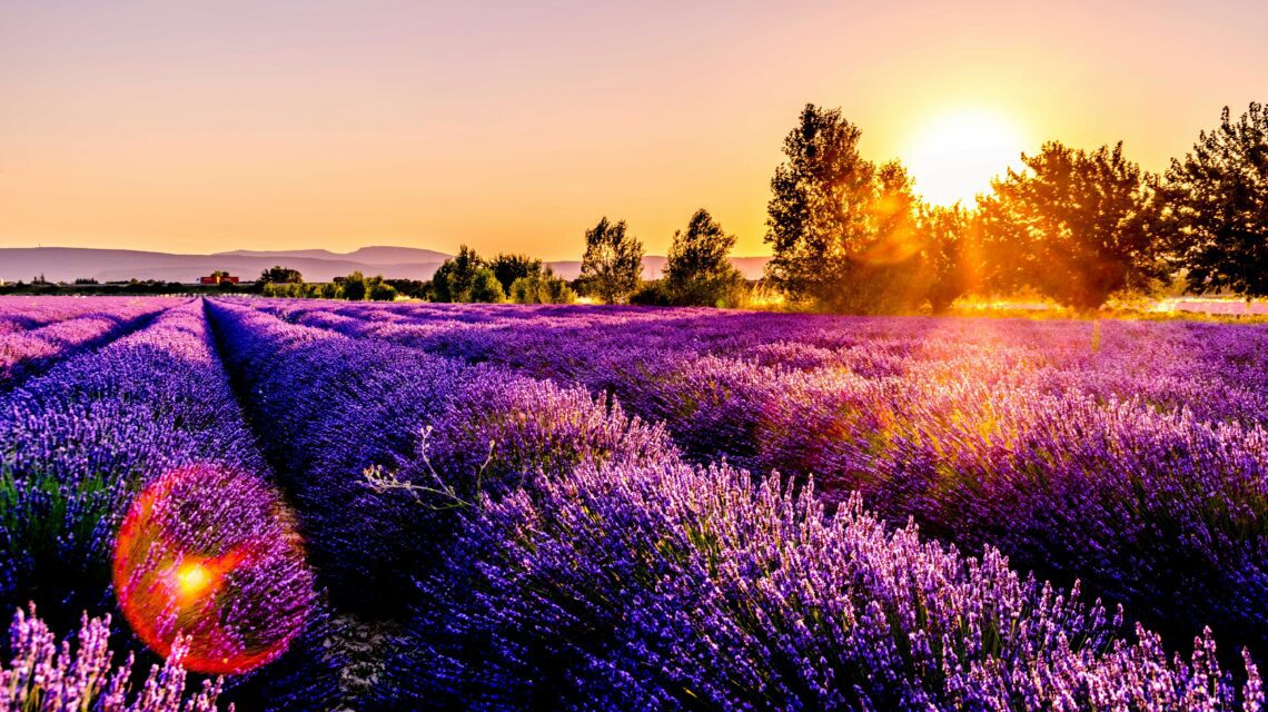 Sunset over a lavender field, with vibrant purple flowers in rows. The golden sun sets behind distant trees, creating a warm, tranquil atmosphere.