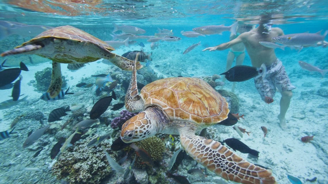 Underwater scene with two large sea turtles swimming amongst a variety of colorful fish and coral. Two snorkelers are in the background, enjoying the vivid marine life.