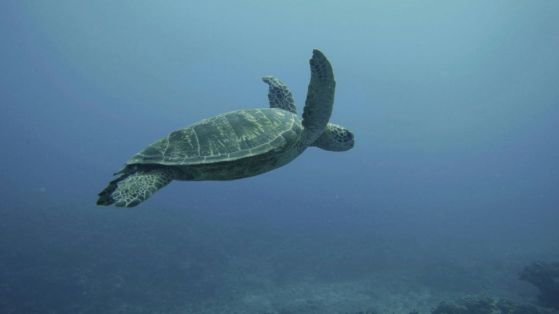 A lone sea turtle gracefully swims in the clear blue ocean with the sunlight filtering through the water. The scene is calm and serene.