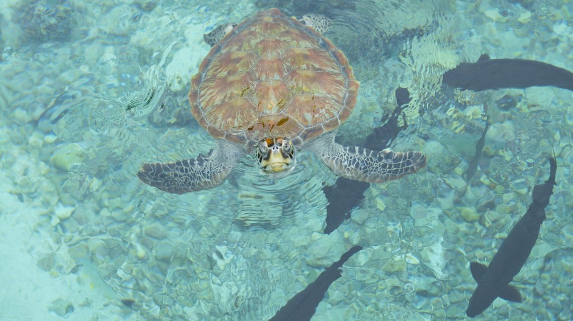 A sea turtle swims in clear, turquoise water surrounded by several dark fish. The turtle's shell and flippers are visible, creating a serene scene.