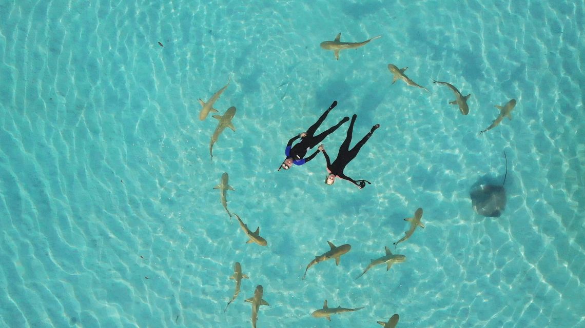 Two snorkelers hold hands while surrounded by a circle of small sharks and a stingray in clear turquoise water, conveying a sense of adventure and tranquility.
