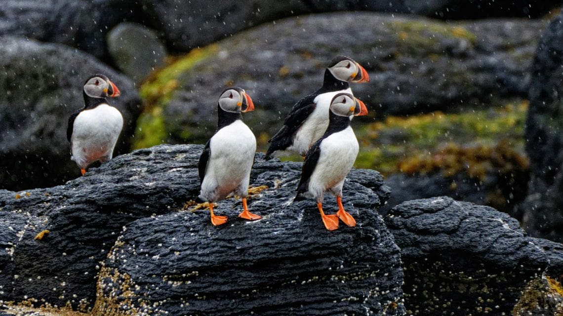 Four puffins with colorful beaks stand on dark, rocky terrain, surrounded by moss and light rain, conveying a serene, natural scene.