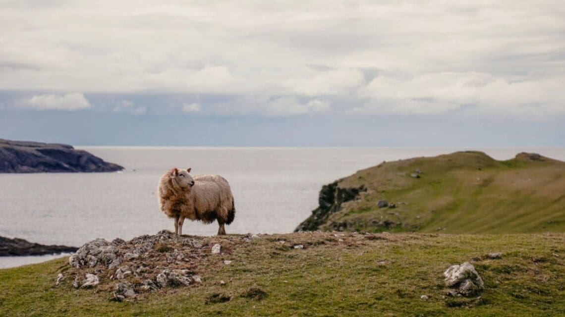 A single sheep stands on a grassy hilltop overlooking a vast, calm sea and distant cliffs under a cloudy sky, evoking a sense of solitude and tranquility.