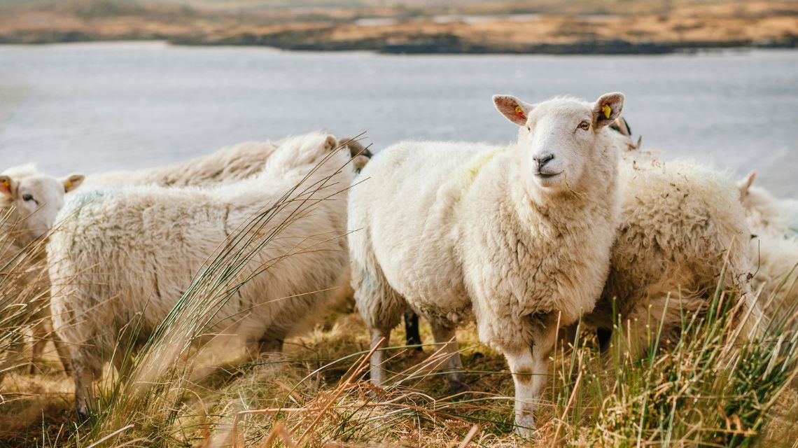 A group of fluffy white sheep stand in a grassy field near a calm river. The scene is peaceful, with a soft, natural color palette and gentle lighting.