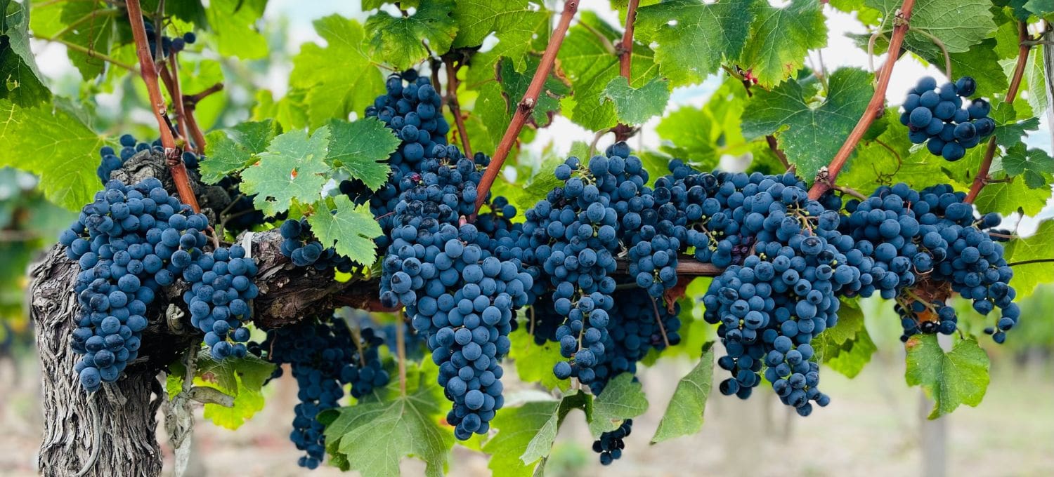 Clusters of plump, dark purple grapes hang from a vine, surrounded by lush green leaves. The image conveys a sense of abundance and freshness.