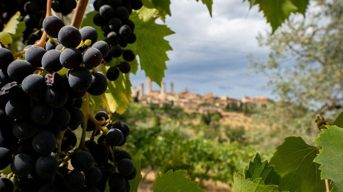 Close-up of ripe black grapes with lush green leaves in a vineyard. In the distance, a medieval town with stone buildings and towers under a cloudy sky.