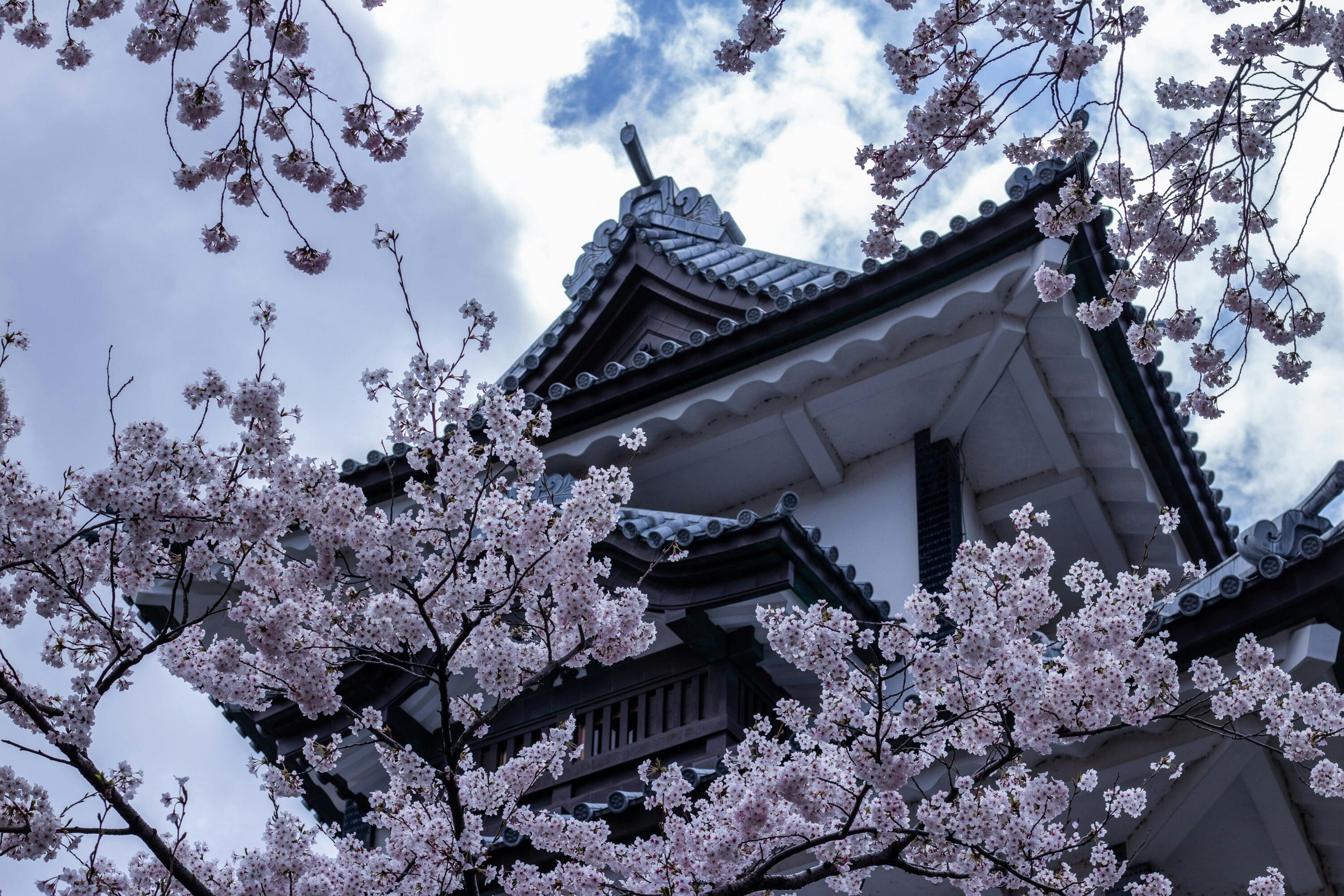 Japanese castle tower framed by blossoming cherry trees under a cloudy sky. The scene conveys tranquility and traditional beauty.