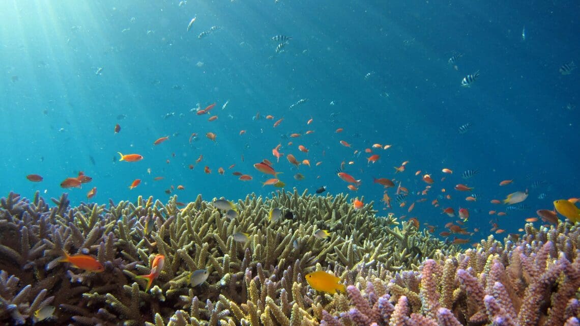 Underwater scene featuring vibrant coral reefs with schools of small, colorful fish swimming. Sunlight filters through the clear blue water, creating a serene atmosphere.