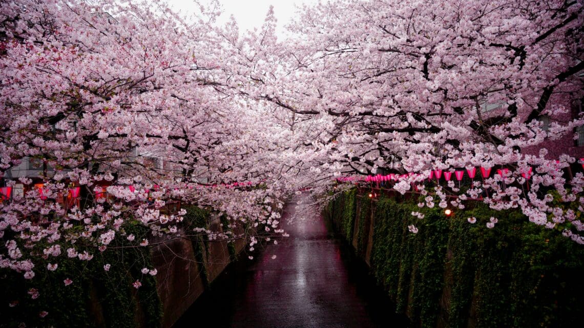 A tranquil pathway lined with lush cherry blossom trees in full bloom, adorned with pink lanterns. The scene evokes serenity and subtle festive beauty.