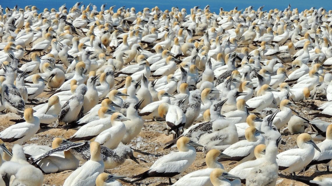 A vast colony of white seabirds with yellow heads, densely packed on a sandy shore, set against a clear blue sky, conveying a sense of natural harmony.