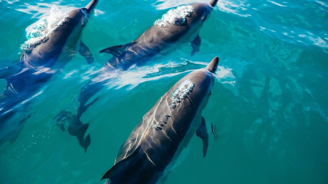 Three dolphins breaching the water as they swim