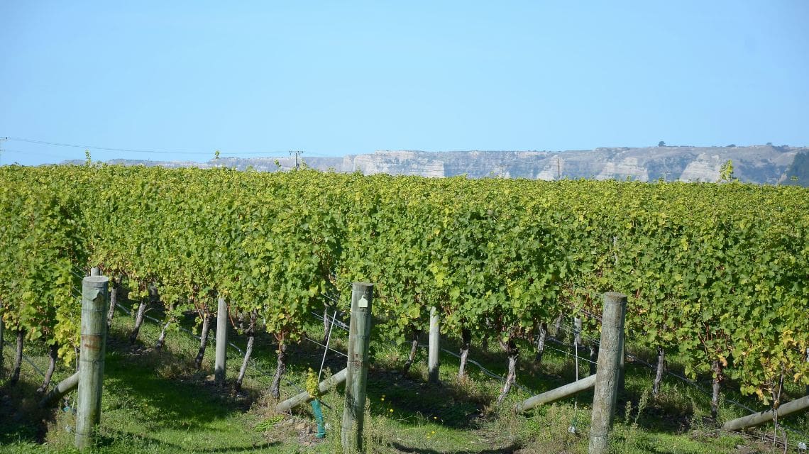 Lush green vineyard rows stretch across a sunny landscape, with distant hills under a clear blue sky, creating a serene and expansive rural scene.