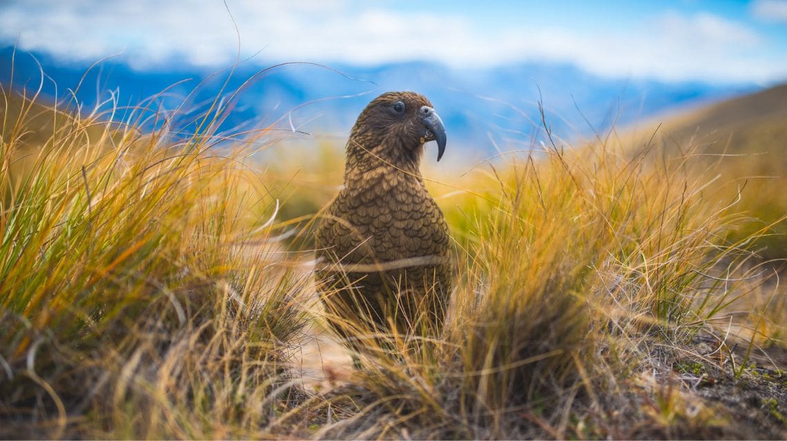 A kea parrot stands amid golden grass with blurred mountains in the background. The bright sky and vibrant landscape convey a sense of exploration.