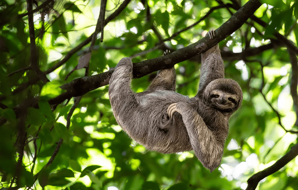 A sloth hangs lazily from a tree branch amidst lush green leaves, exuding calm and tranquility in the dappled sunlight of a tropical forest.