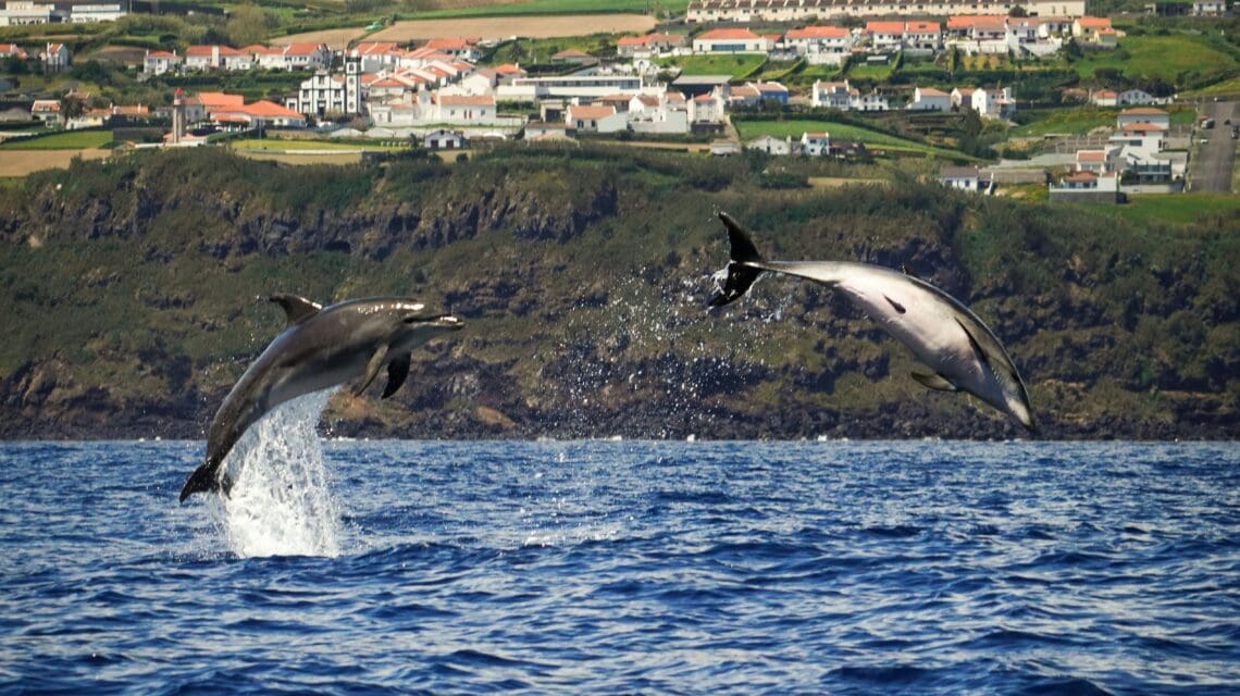 Two dolphins leap playfully from the ocean against a backdrop of a lush green hillside and small coastal town under a cloudy sky. Vibrant and dynamic scene.