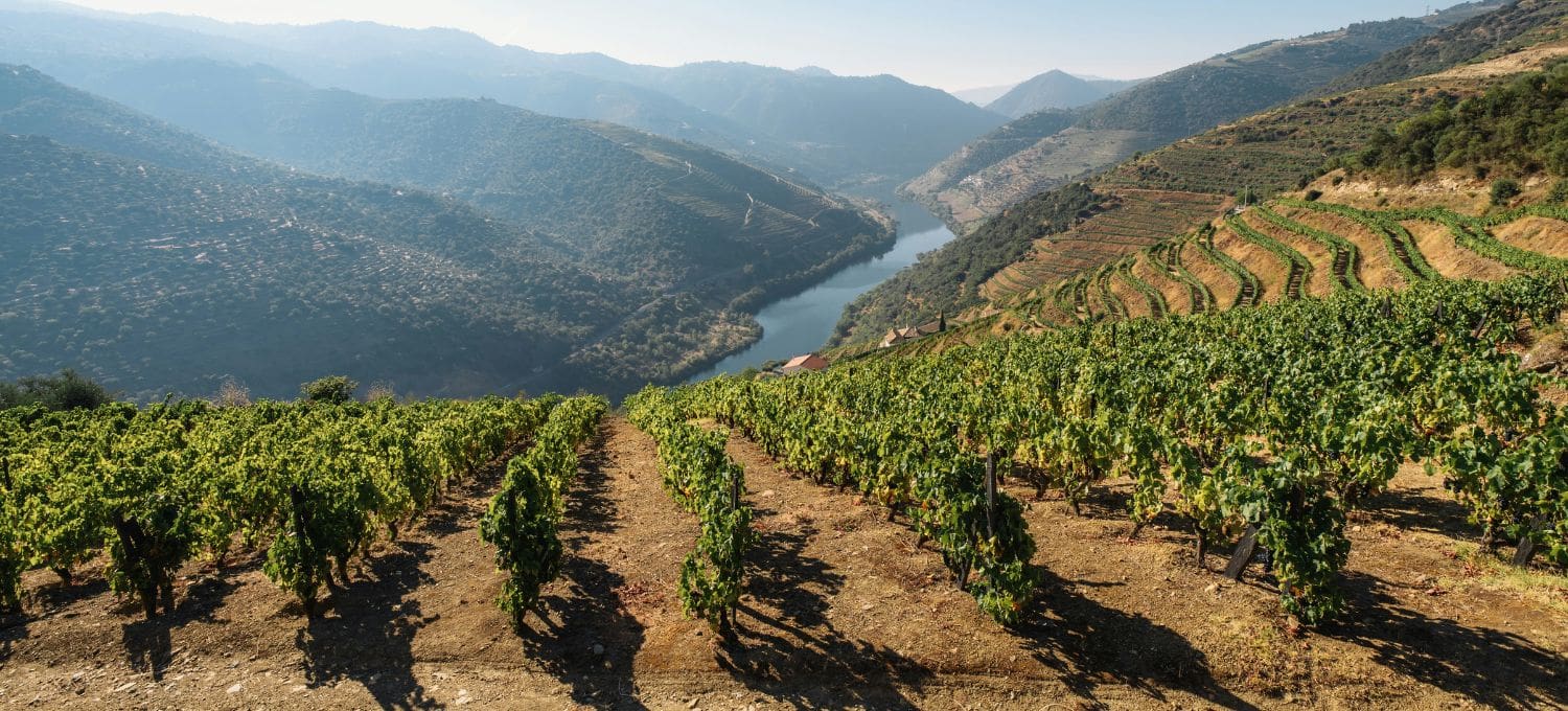 A lush, green vineyard on terraced slopes descends towards a winding river, framed by distant mountains under a clear, blue sky. Peaceful and scenic.