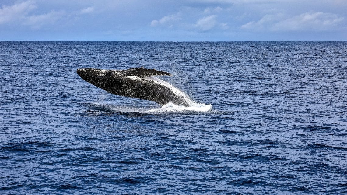 A humpback whale breaches the ocean surface against a vast expanse of deep blue sea under a partly cloudy sky, conveying a sense of freedom and power.
