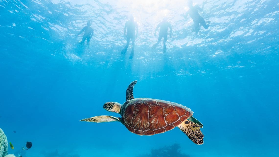 A sea turtle glides through clear blue water, with sunlight streaming from above. Four snorkelers float in the background, casting a serene and peaceful tone.
