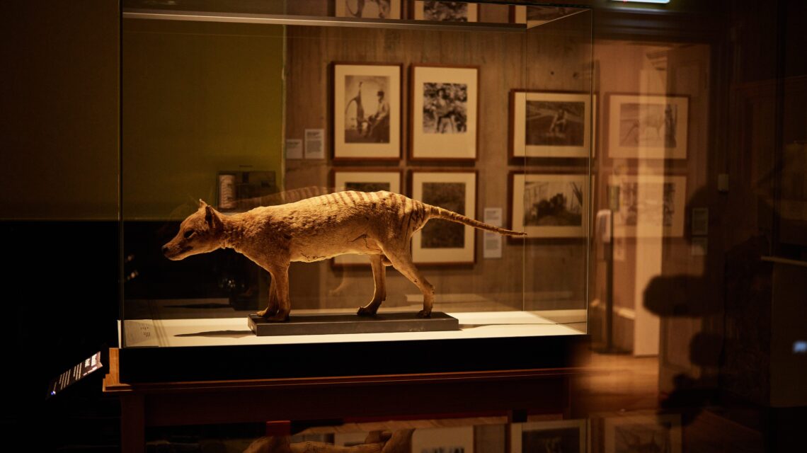 A taxidermied thylacine is displayed in a glass case at a dimly lit museum. Framed photos adorn the wooden walls, creating a nostalgic atmosphere.