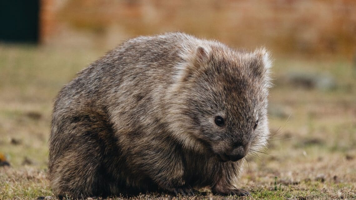 A fluffy wombat with brown fur grazes on short grass. It appears calm and relaxed, with a slightly blurred earthy background, conveying a peaceful tone.