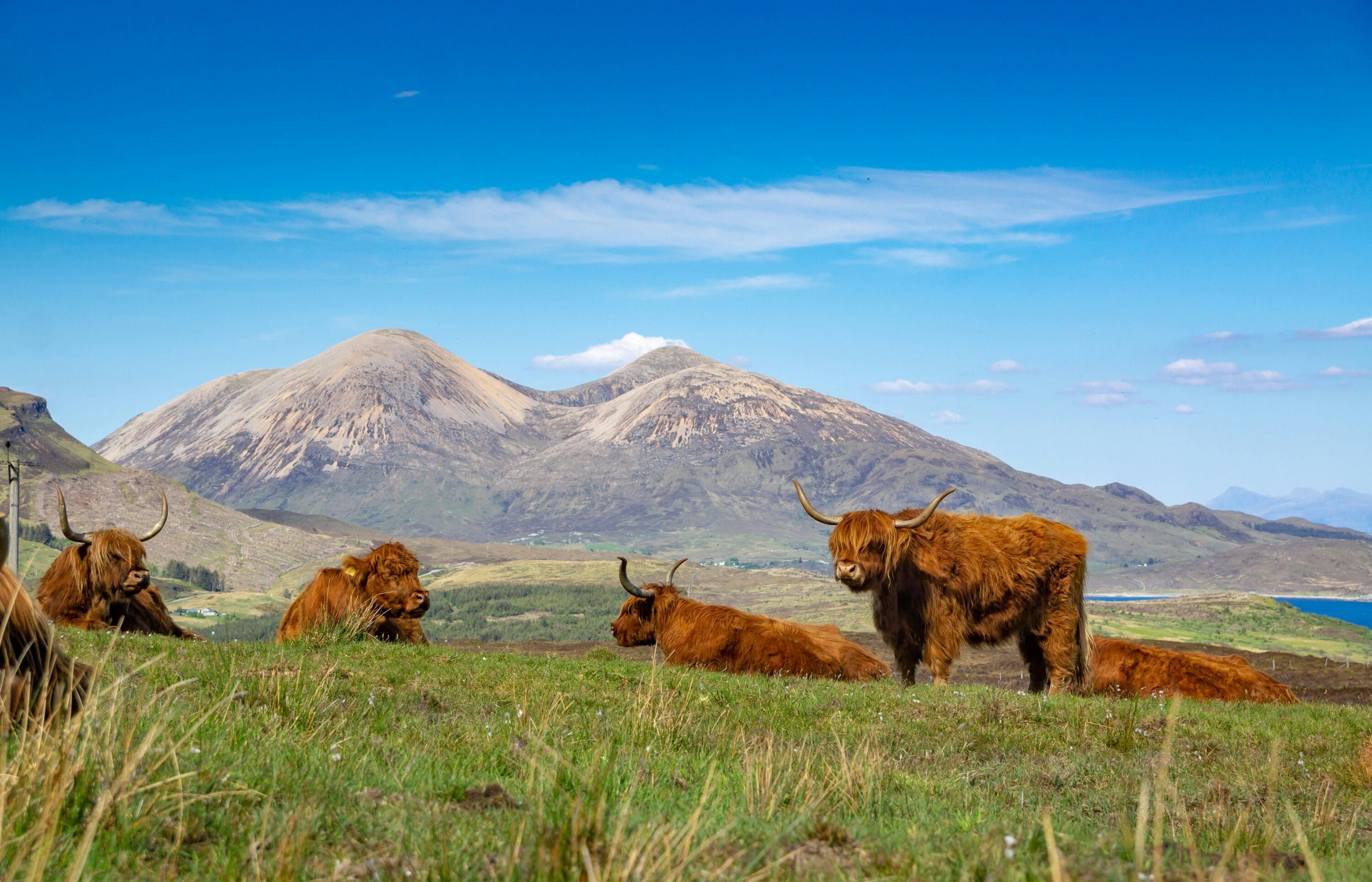 Highland cows with shaggy brown fur and curved horns rest on grassy field, backed by rolling hills and clear blue sky, creating a serene, pastoral scene.
