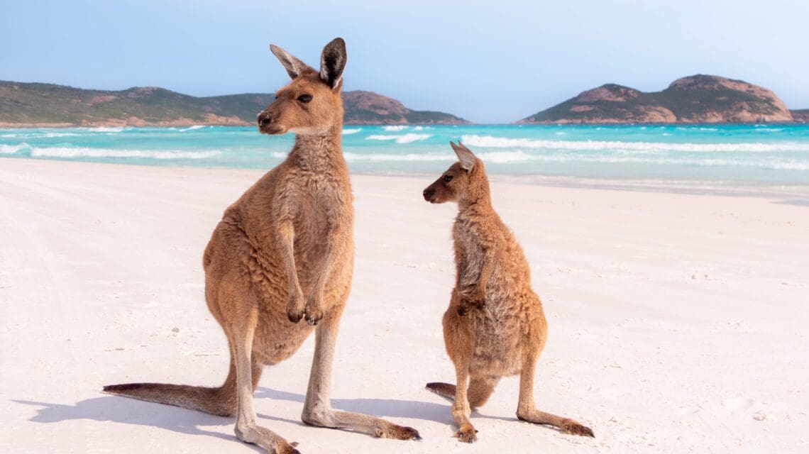 Two kangaroos stand on a pristine white sandy beach with turquoise waves in the background, under a clear sky, evoking a serene and natural scene.