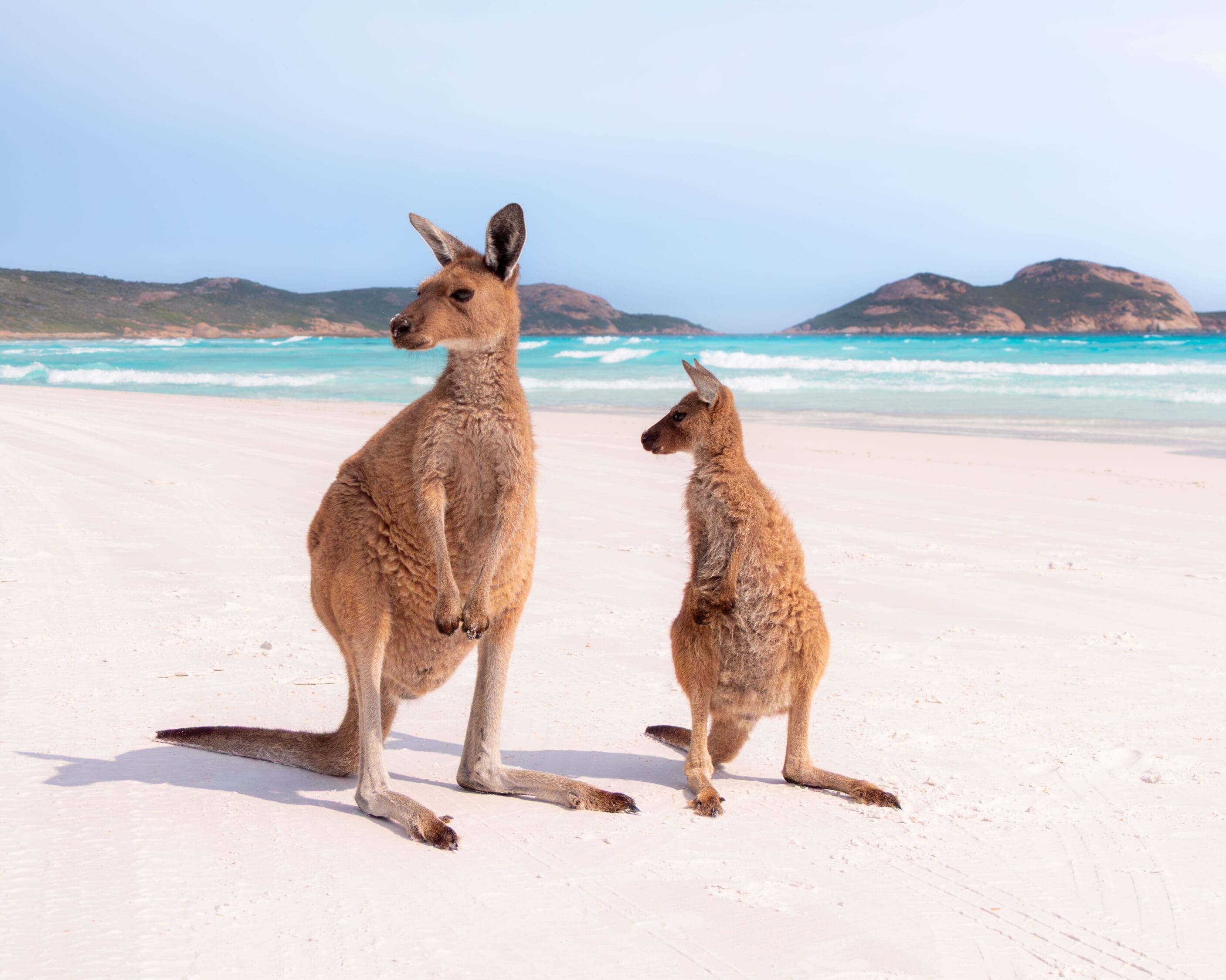 Two kangaroos stand on a pristine white sandy beach with turquoise waves in the background, under a clear sky, evoking a serene and natural scene.