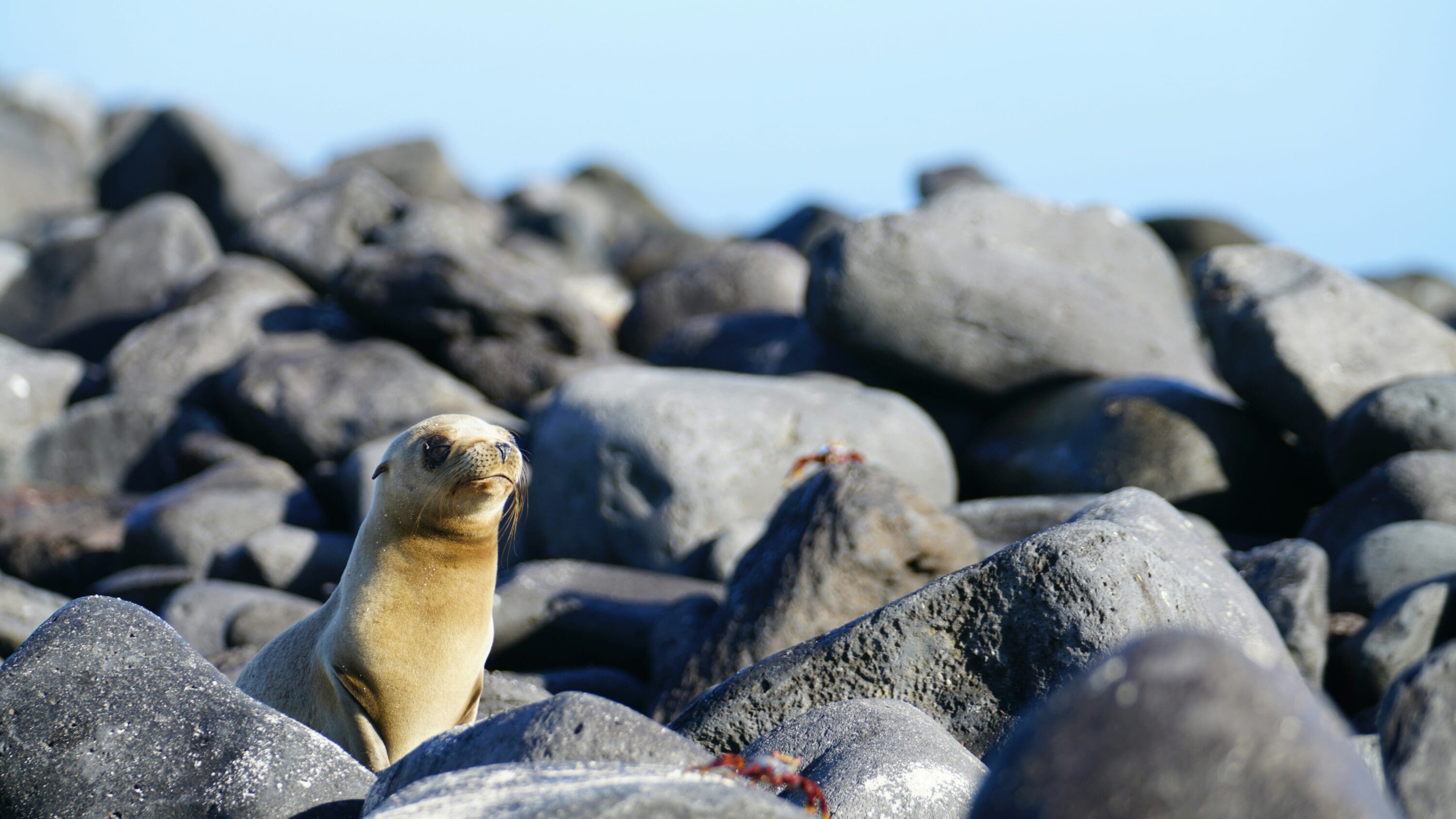 A baby sea lion