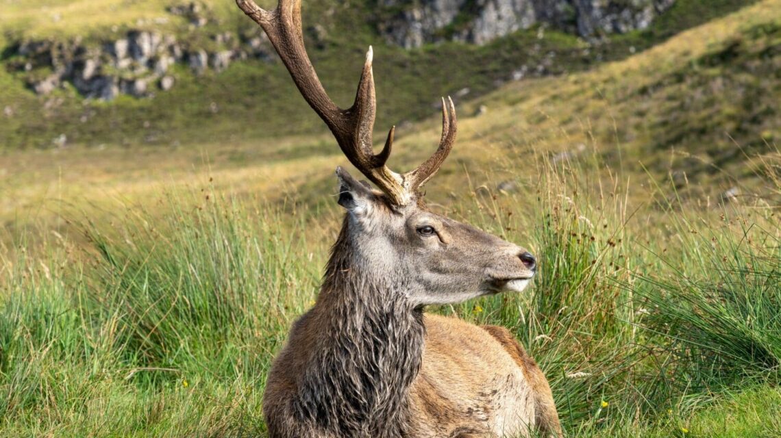 A stag looking to the side with a green rocky hill background in the Scottish Highlands