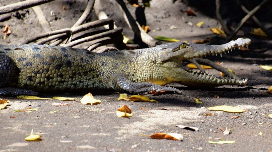 an-alligator-is-laying-on-the-ground-with-its-mouth-open