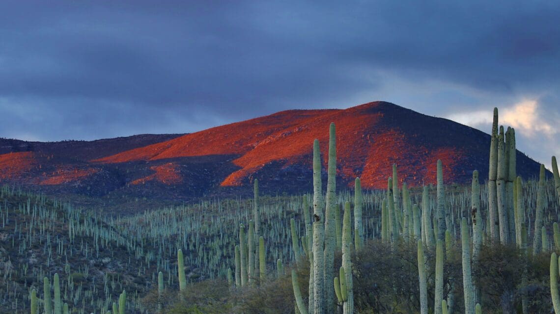 Desert at dusk with a rugged mountain in the background and green cacti in the foreground