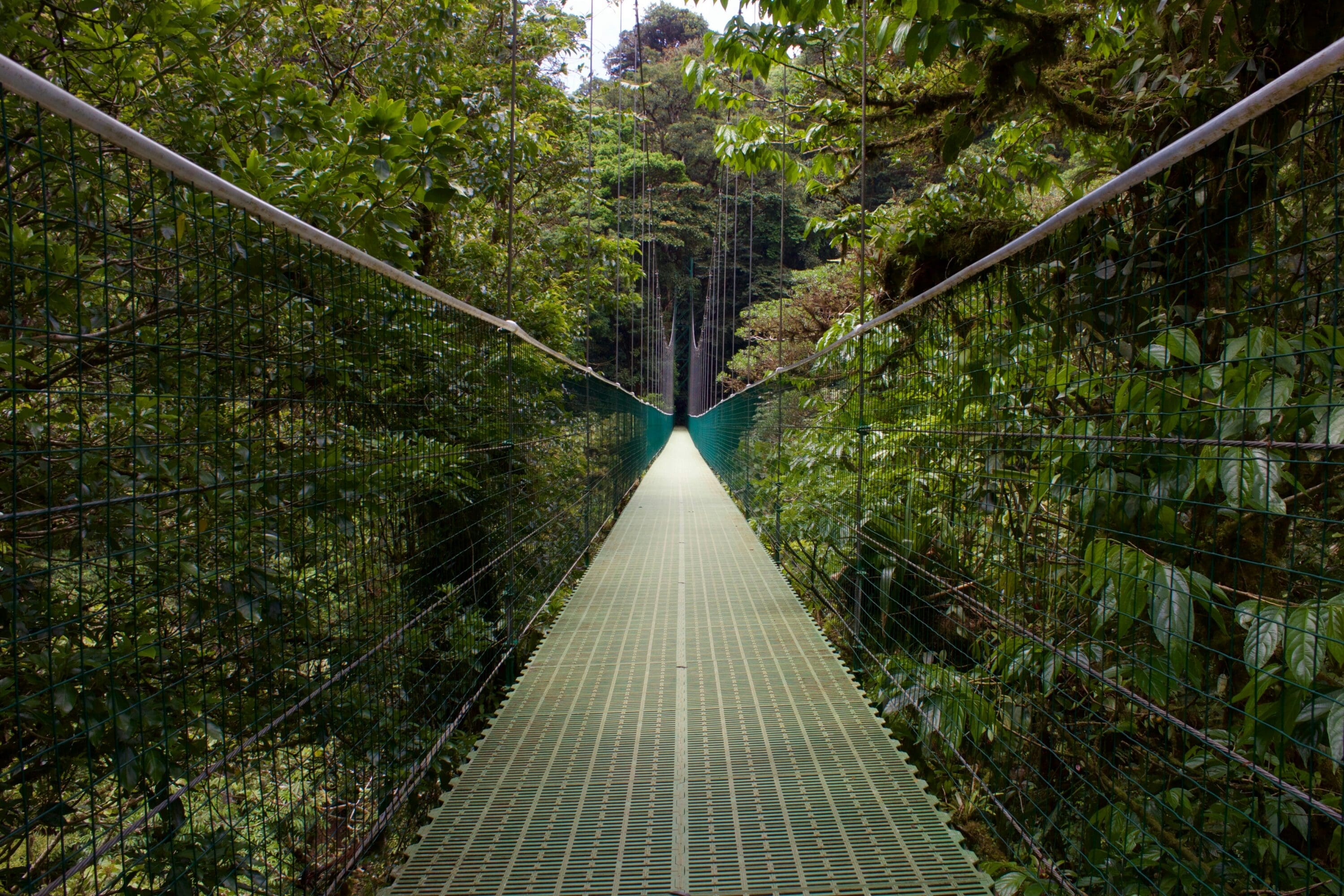 gray-wooden-bridge-in-forest-during-daytime