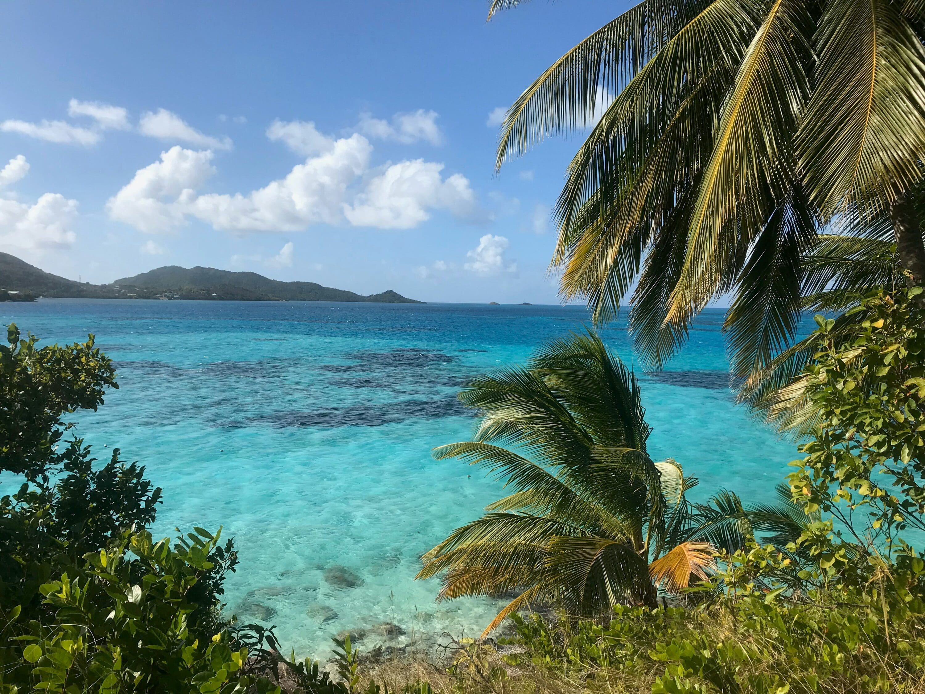 green palm tree near blue sea under blue sky during daytime