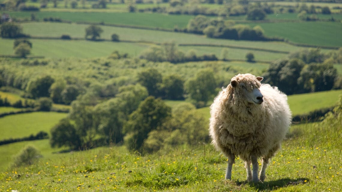 Sheep standing in an English field in the Cotswolds. Shallow depth of field with focus on the sheep.