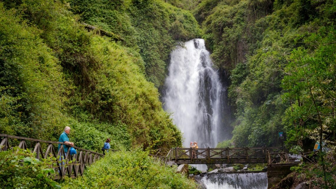 Jungle in Ecuador