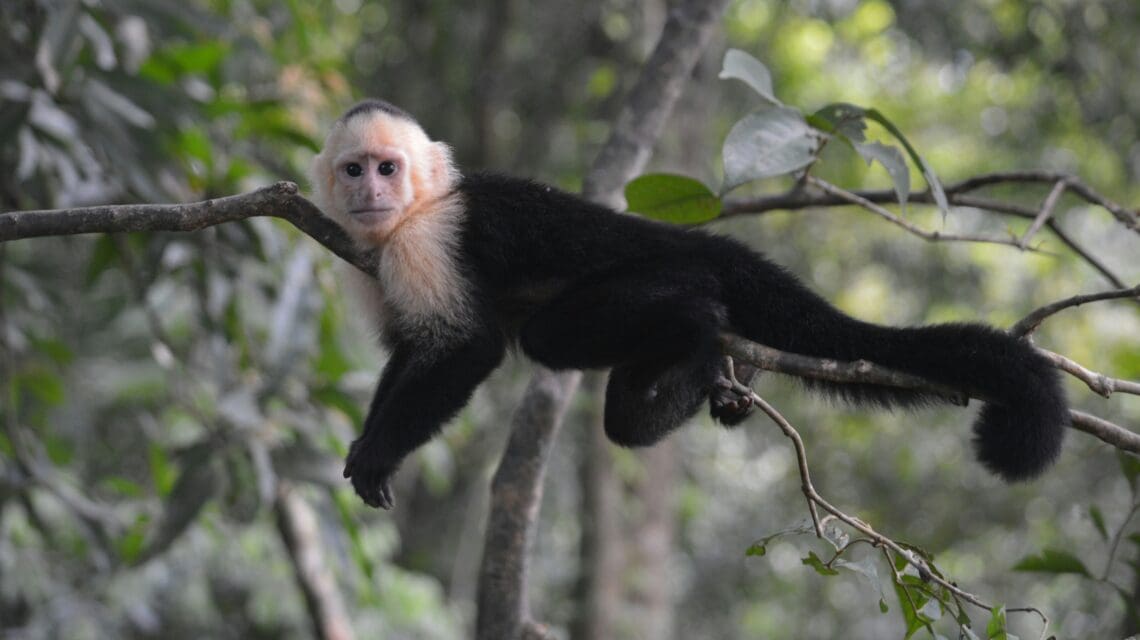 small monkey in a tree in a lush forest