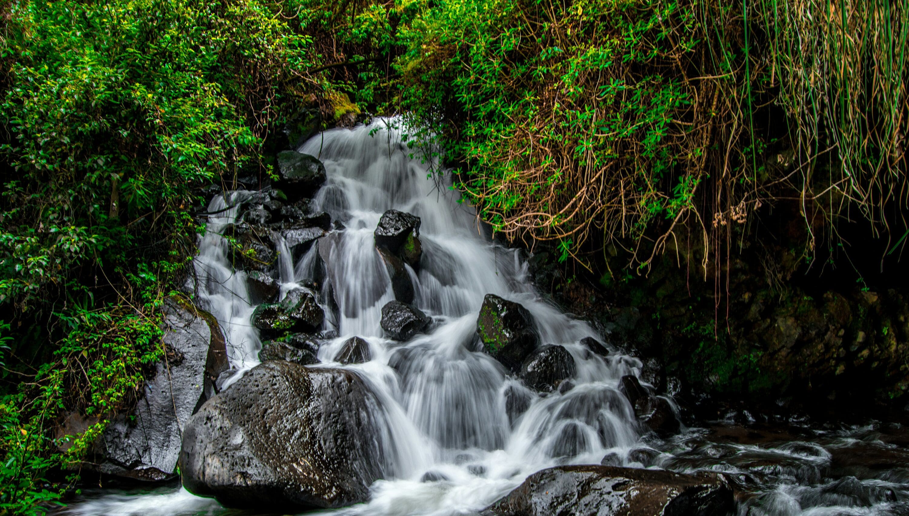 Small cascading waterfall surrounded by lush vegetation