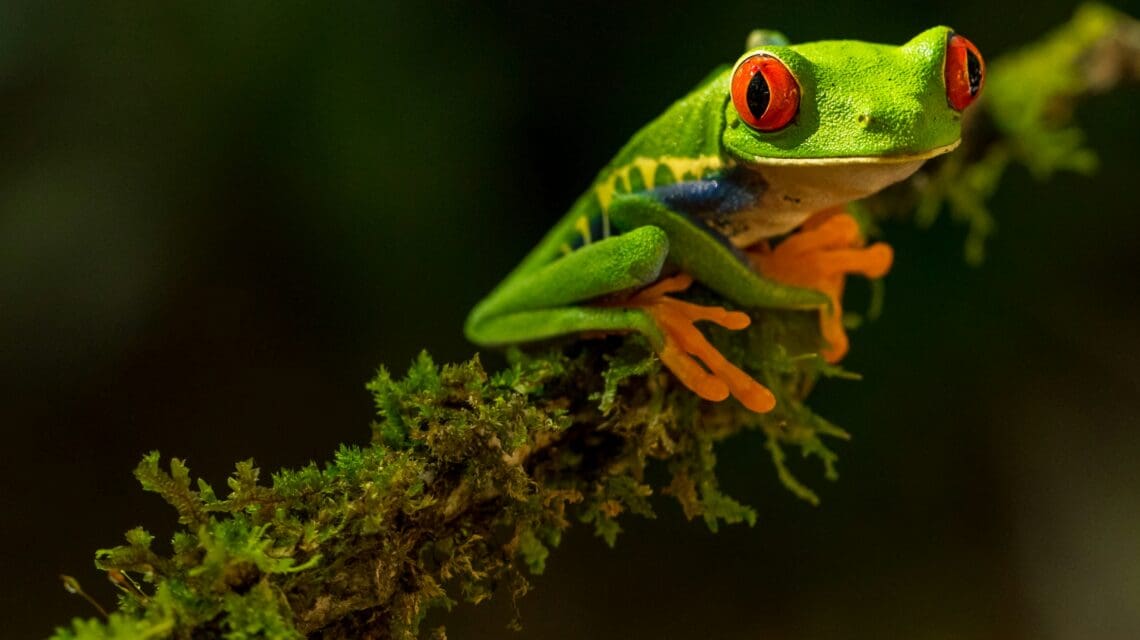 Red-eyed Tree Frog